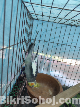 কোকাটেল পাখি